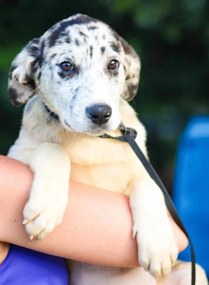 A baby large-sized female Mixed Breed dog named Jessie for adoption in Groveland, MA