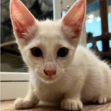 A baby small-sized male Domestic Short Hair cat named Rogue for adoption in Los Angeles, CA