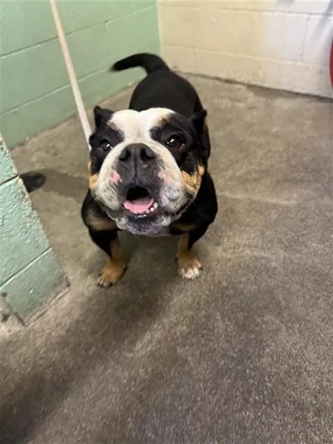 A young medium-sized female English Bulldog dog named Queen Elizabeth for adoption in Sacramento, CA