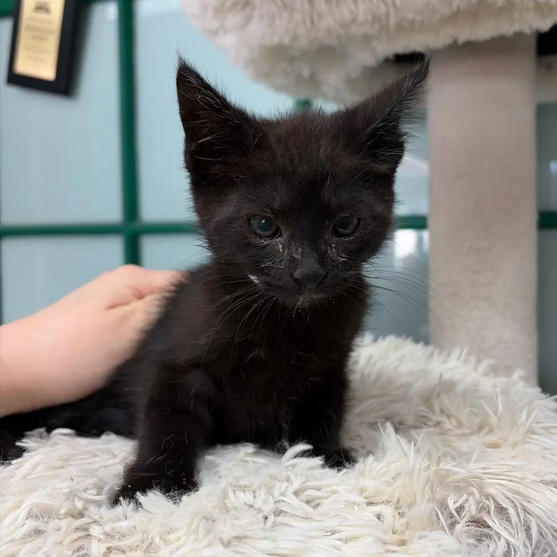 A baby small-sized male Black Domestic Short Hair cat named Bongo for adoption in West Point, MS