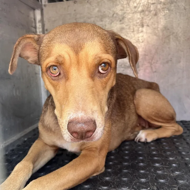 An adult medium-sized female Brown / Chocolate Shepherd dog named Petunia for adoption in Edinburg, TX