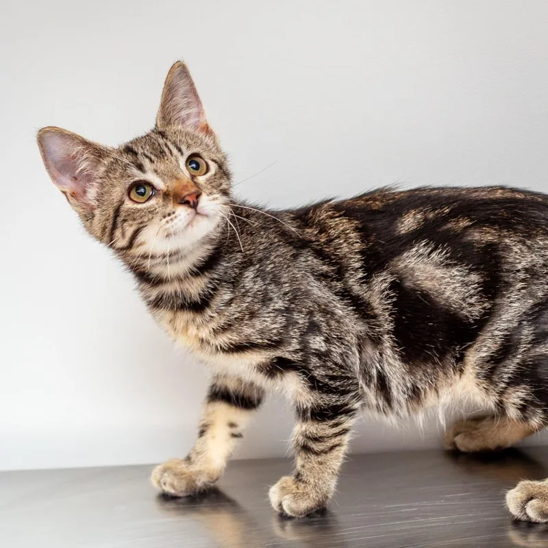 A baby small-sized female Brown / Chocolate Domestic Short Hair cat named Jelly for adoption in Hattiesburg, MS