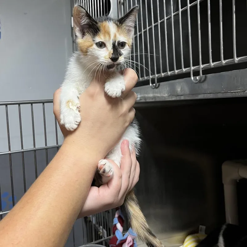 A baby small-sized female Calico Domestic Short Hair cat named Doodles for adoption in Hamilton, GA