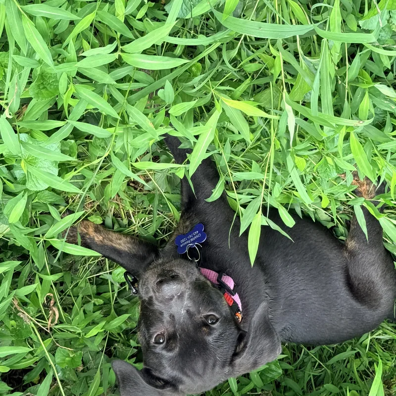 A baby medium-sized female Black Pit Bull Terrier dog named Rainer for adoption in Columbia, MD