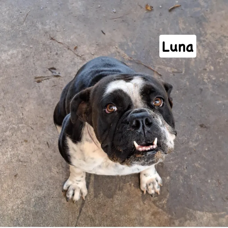 A young medium-sized female Black English Bulldog dog named Luna for adoption in Semmes, AL