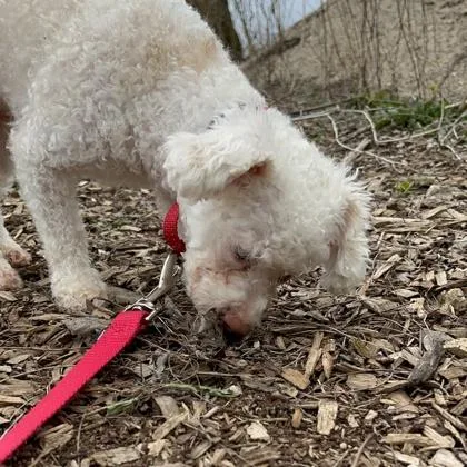 A young small-sized female Mixed Breed dog named Aurora for adoption in Janesville, WI