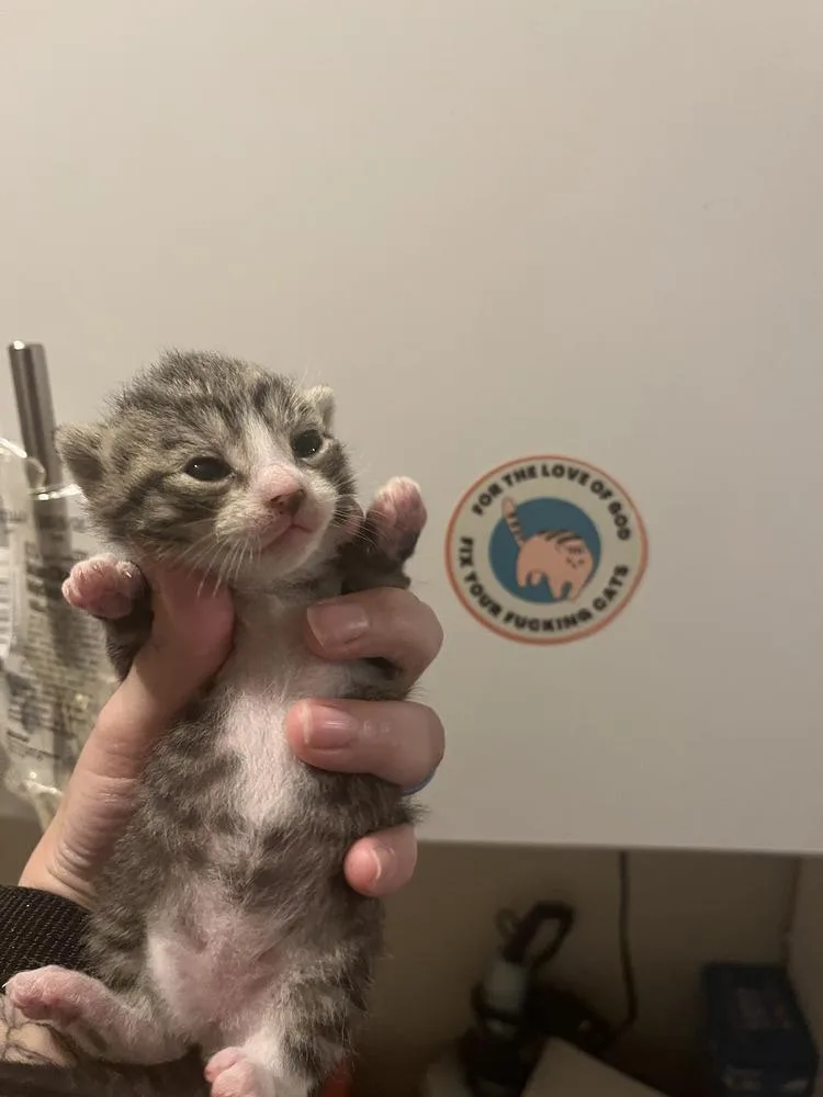 A baby medium-sized female Gray & White Domestic Short Hair cat named Harmony for adoption in Emerald Isle, NC