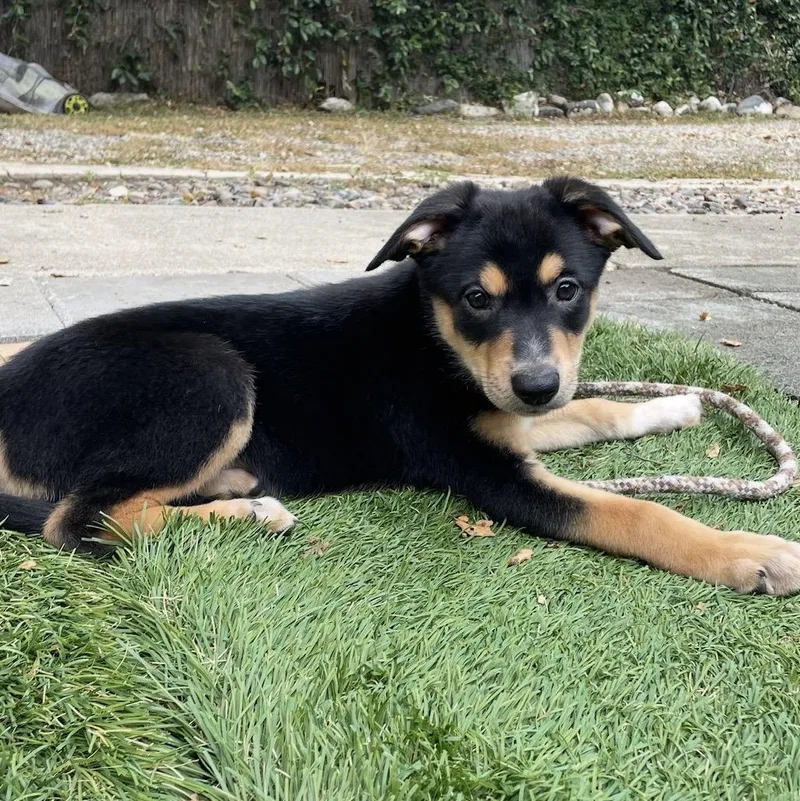 A baby small-sized female Black Australian Cattle Dog / Blue Heeler dog named Lilac for adoption in Carlsbad, CA