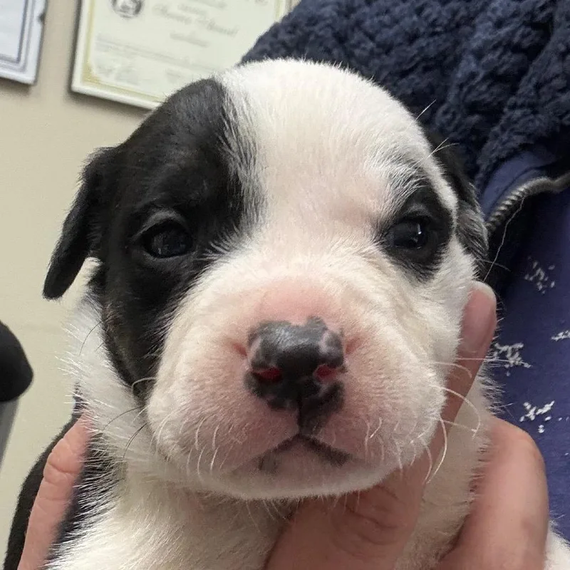 A baby medium-sized female Black Mixed Breed dog named Robin for adoption in Bentonville, AR
