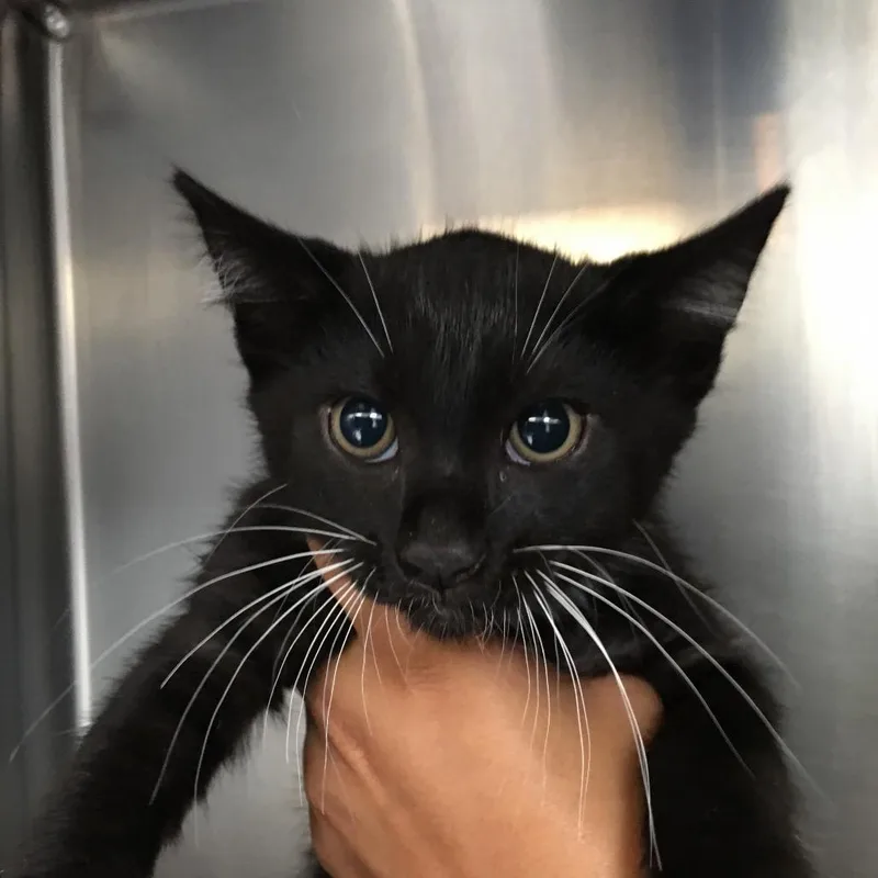 A baby small-sized female Black Domestic Medium Hair cat named Whoppi Goldberg for adoption in Ojai, CA