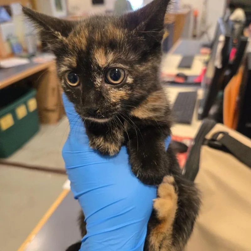 A baby small-sized female Tortoiseshell Domestic Short Hair cat named Indie for adoption in Charlottesville, VA