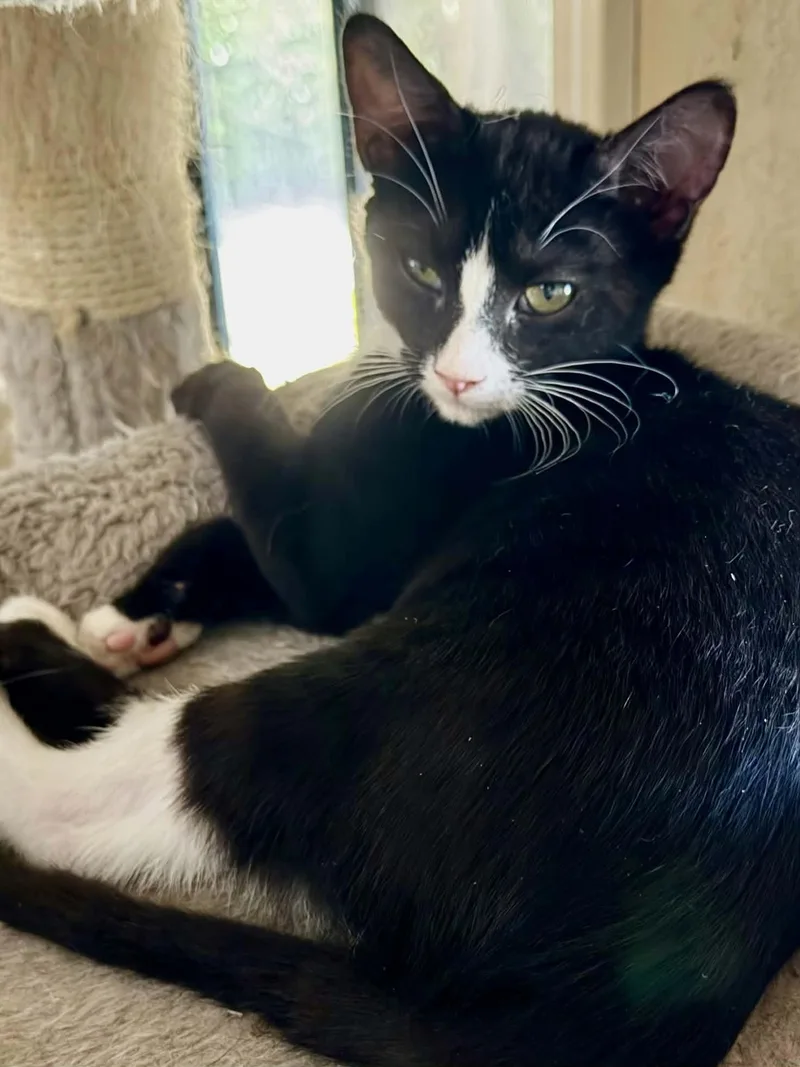 A baby small-sized female Black & White / Tuxedo Domestic Short Hair cat named Daffy for adoption in Parlier, CA