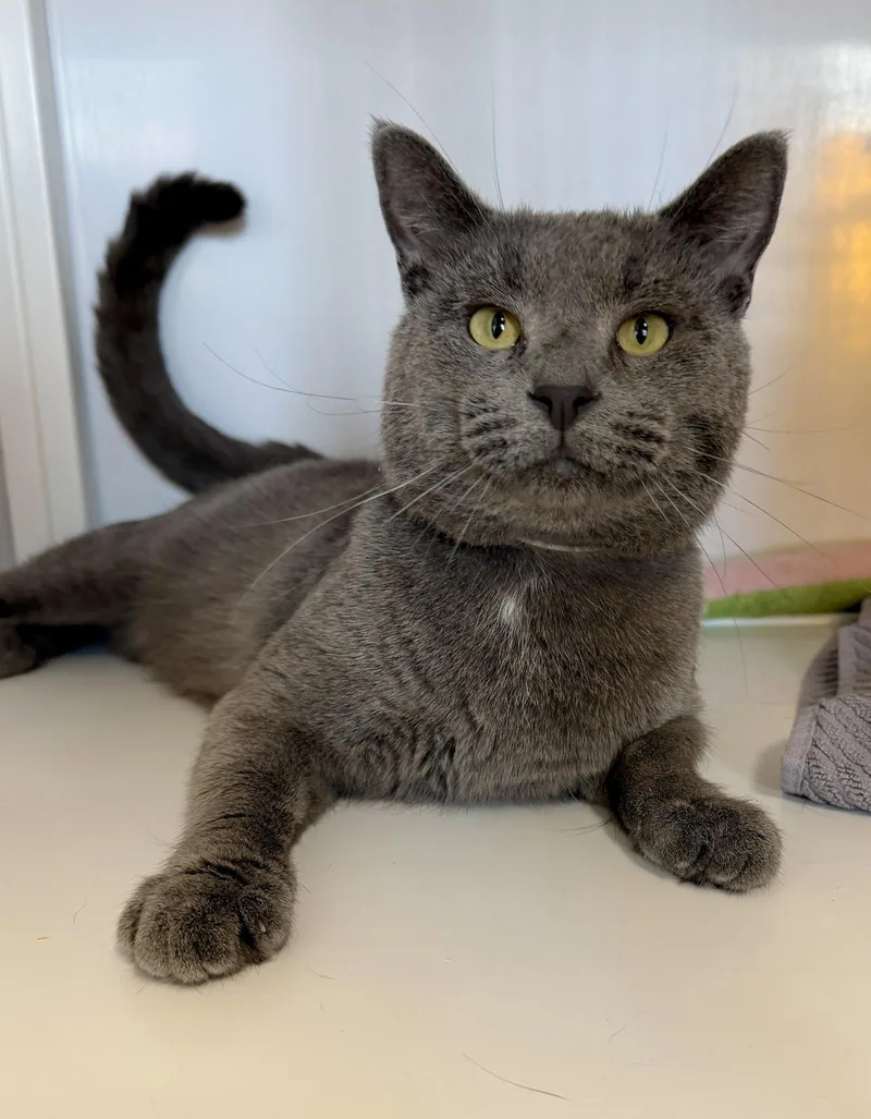 A young medium-sized male Gray / Blue / Silver Domestic Short Hair cat named Johnny for adoption in Alexandria, VA
