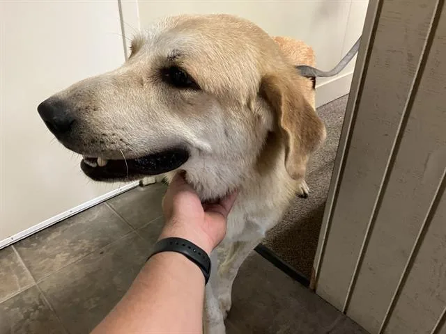 An adult large-sized male Golden Retriever dog named Spartan for adoption in Dallas, TX