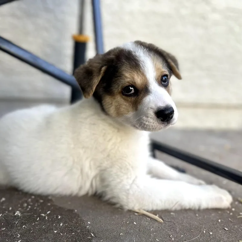 A baby medium-sized female White / Cream Australian Shepherd dog named Sophie for adoption in Phoenix, AZ