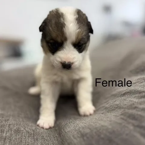 Sophie thumbnail 3