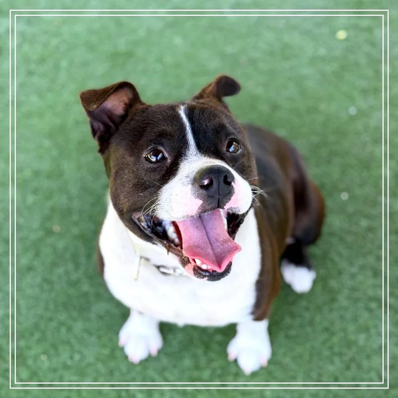 An adult large-sized male Black Pit Bull Terrier dog named Weezer for adoption in Upland, CA