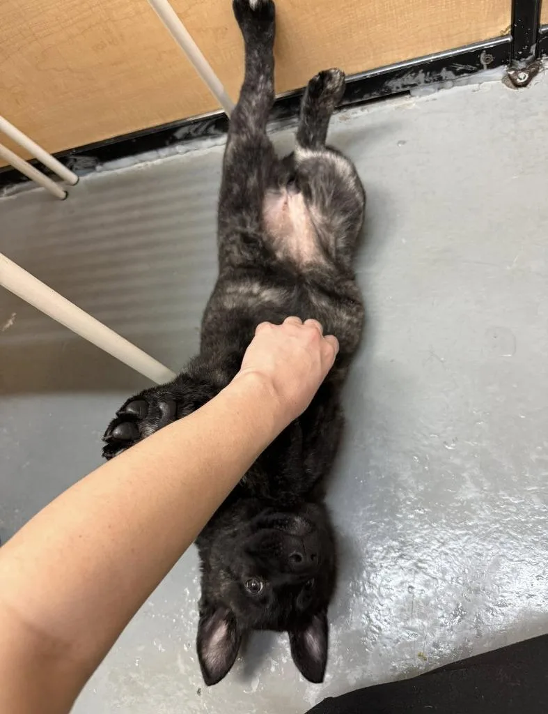 Sprocket thumbnail 3