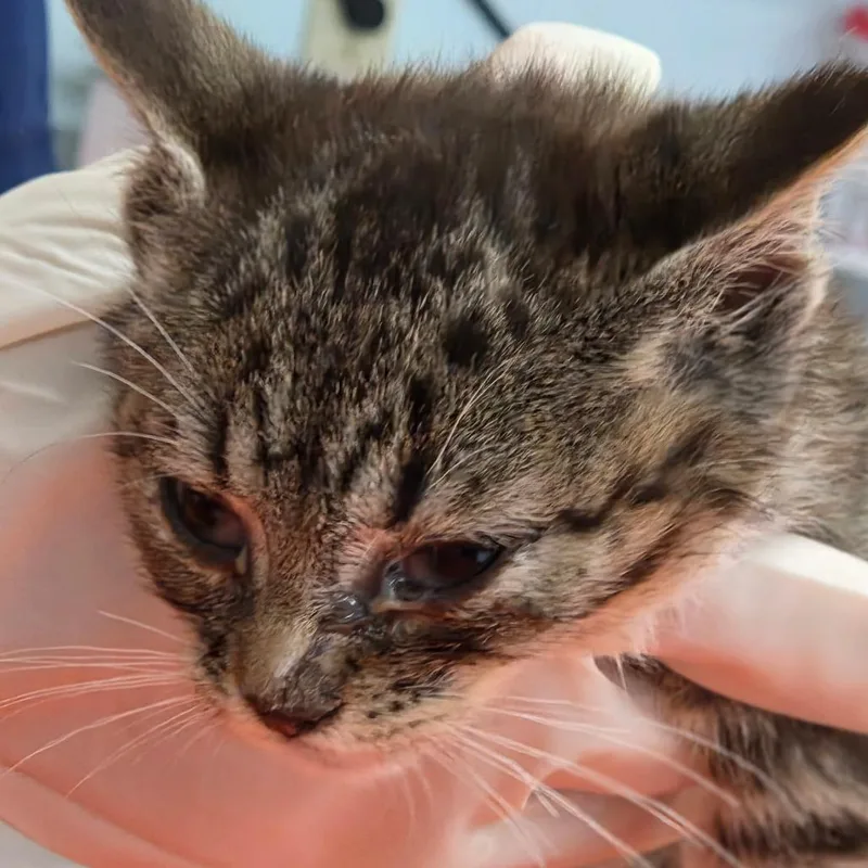A baby small-sized male Brown / Chocolate Domestic Short Hair cat named McMuffin for adoption in Charleston, WV