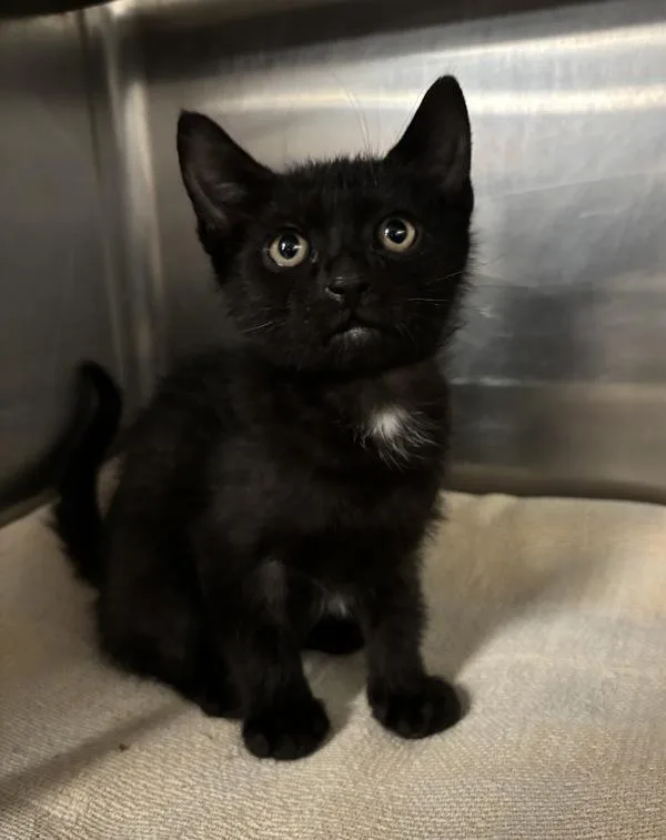 A baby small-sized male Domestic Short Hair cat named Midnight for adoption in Richmond, VA