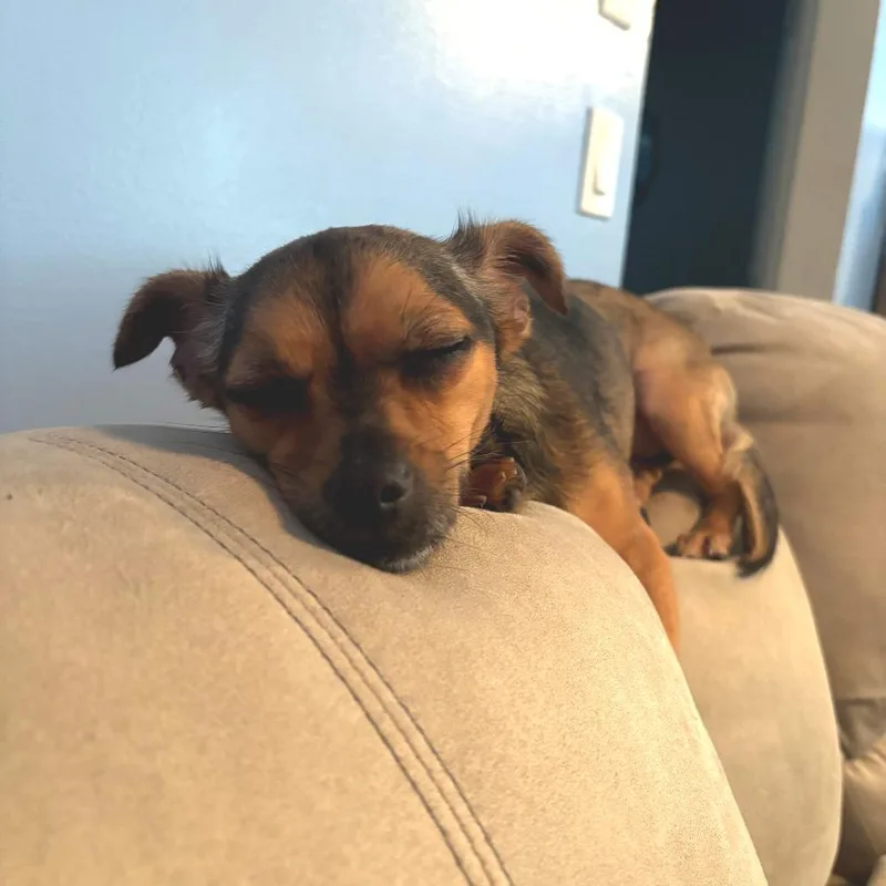 An adult small-sized female Brown / Chocolate Chihuahua dog named Leia for adoption in Hobe Sound, FL