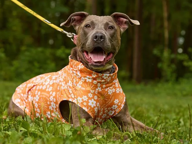 An adult medium-sized female American Staffordshire Terrier dog named Haidy for adoption in Charlotte, NC