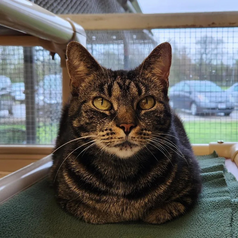 An adult medium-sized female Brown / Chocolate Domestic Short Hair cat named Luna for adoption in Delaware, OH