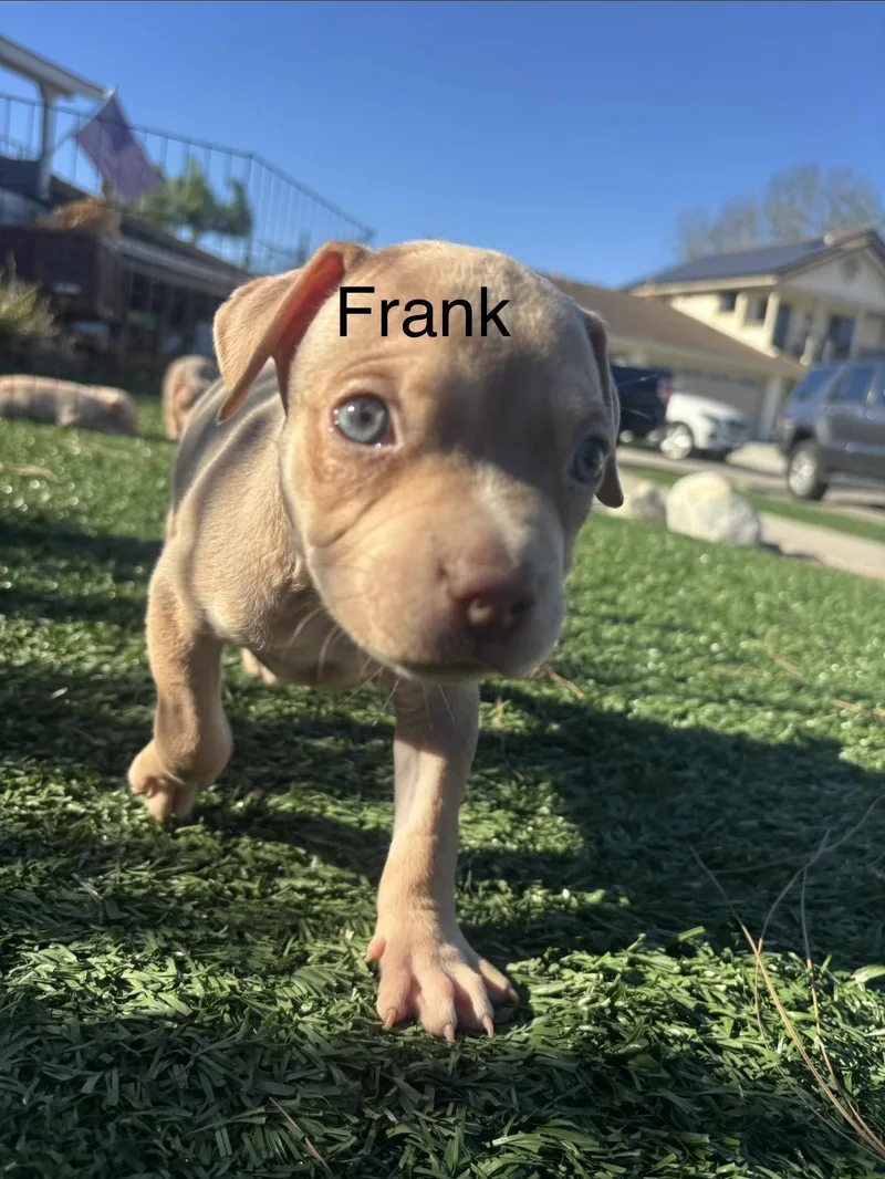 Sweetie's Treats Frank thumbnail 2