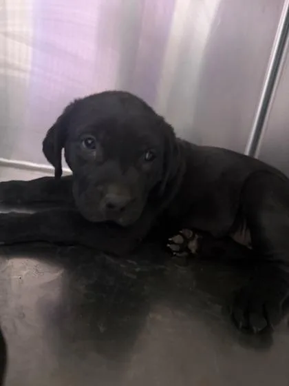 A baby small-sized female Black Pit Bull Terrier dog named 61008213 for adoption in El Paso, TX