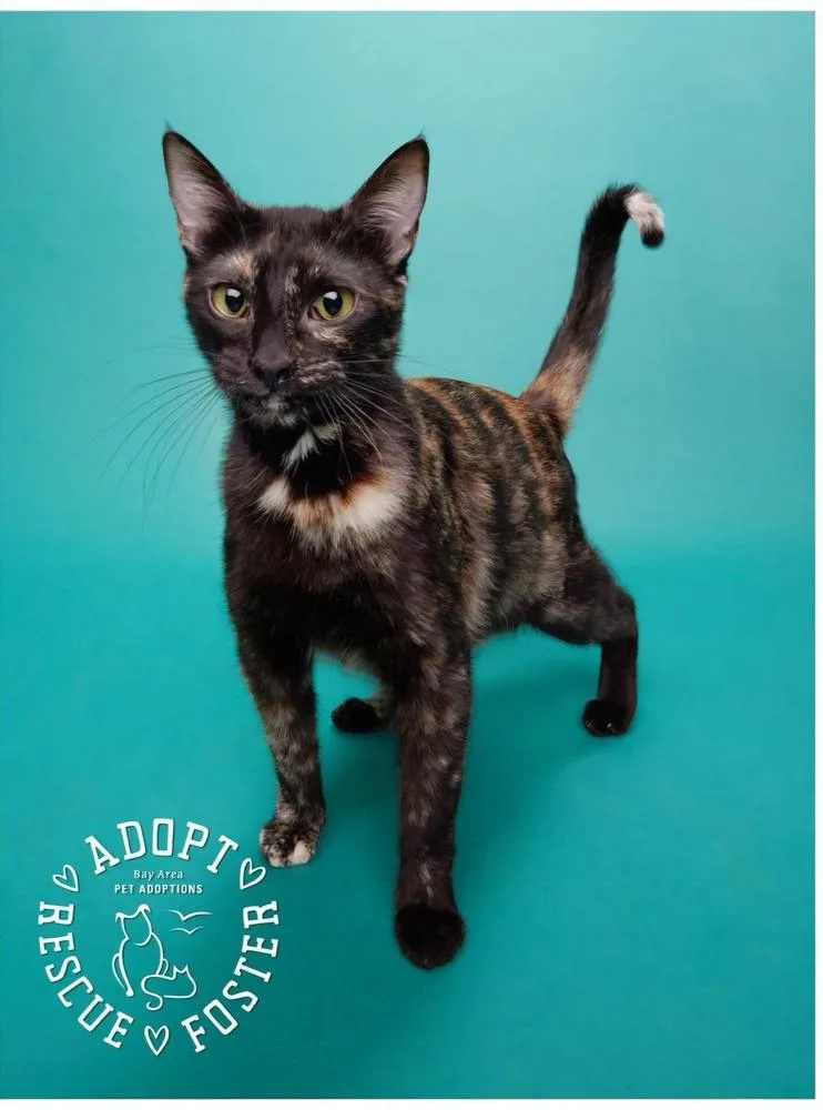 An adult small-sized female Domestic Short Hair cat named Tippy for adoption in San Leon, TX