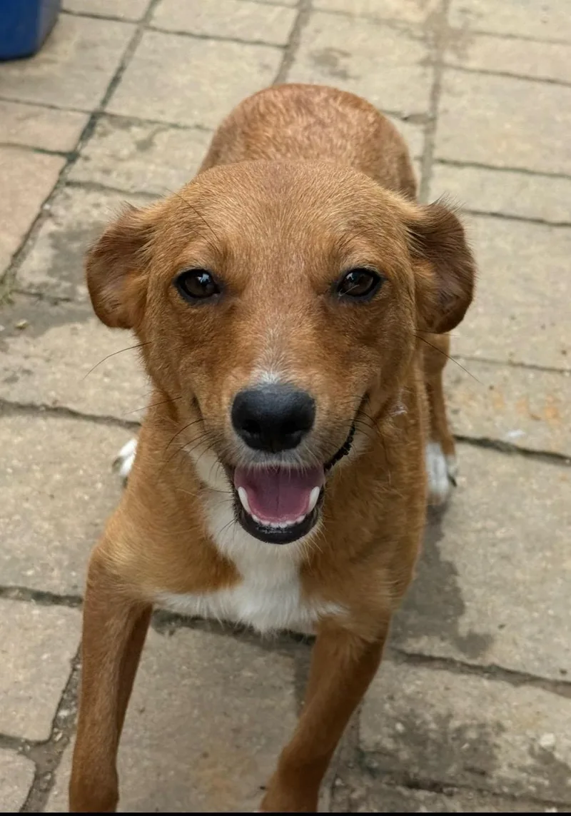 Foxy thumbnail 2