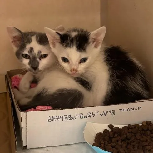 A baby small-sized male White Domestic Short Hair cat named Dawson's Creek for adoption in Westminster, CA