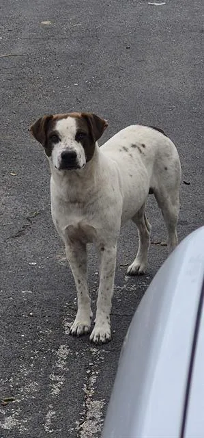 An adult large-sized male American Staffordshire Terrier dog named A for adoption in San Antonio, TX