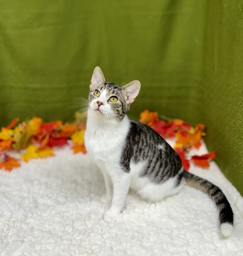 An adult medium-sized male Tabby (Tiger Striped) Domestic Short Hair cat named Gregory for adoption in Upper Sandusky, OH