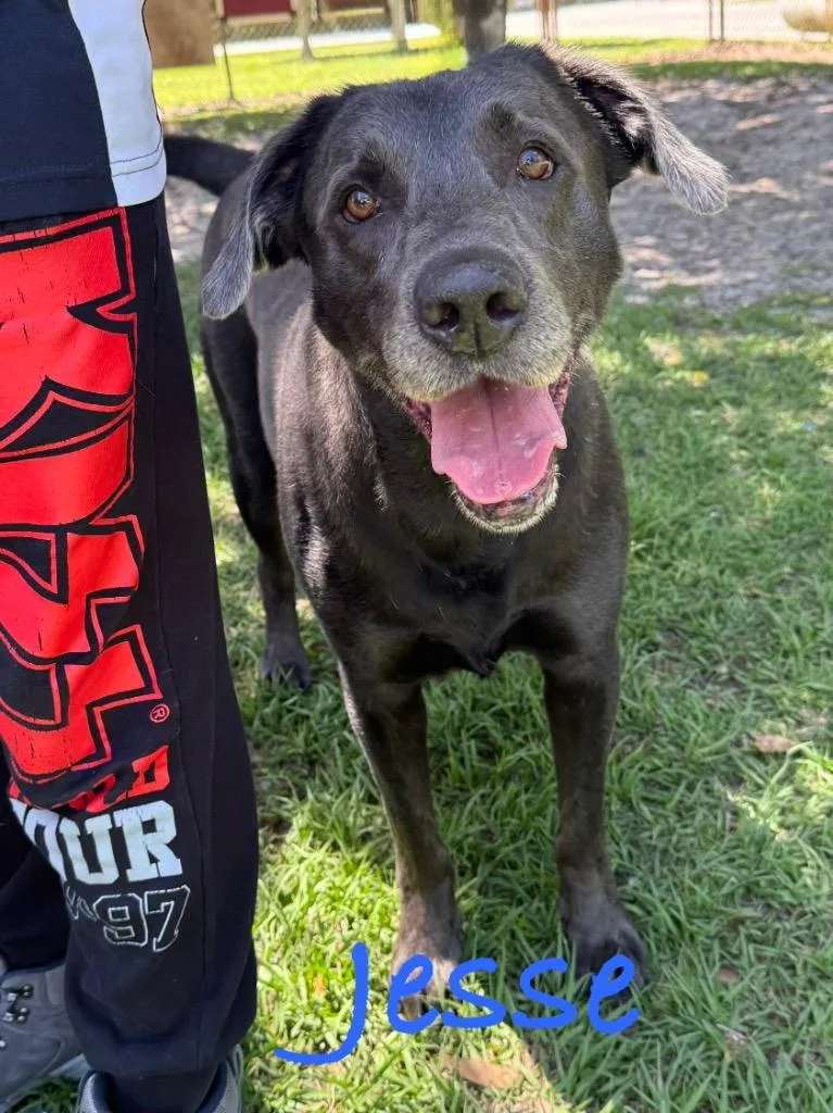 An adult large-sized male Labrador Retriever dog named Jessie for adoption in Fort Pierce, FL