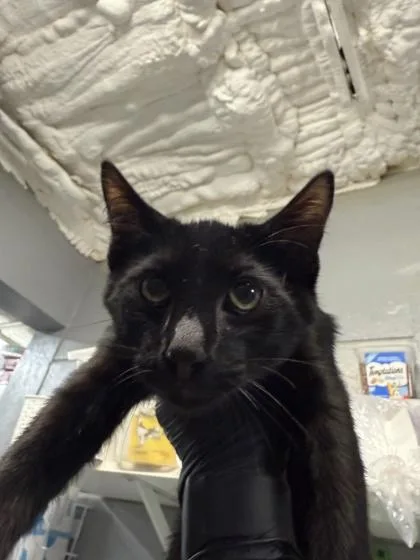 An adult medium-sized male Domestic Short Hair cat named Larry for adoption in Largo, FL