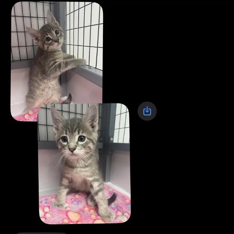 A baby small-sized female Gray / Blue / Silver Domestic Short Hair cat named Female  Grey Tabby for adoption in Shelbyville, IL