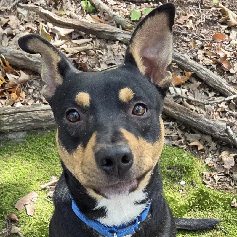 A young medium-sized male Mixed Breed dog named Mjolnir for adoption in Voorhees, NJ