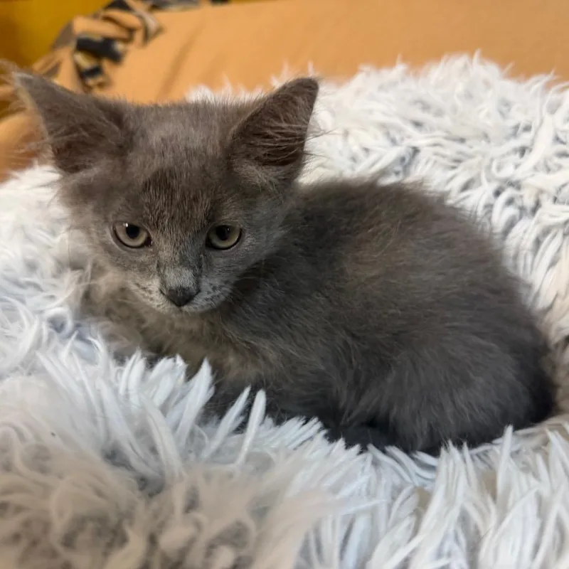 A baby small-sized male Domestic Long Hair cat named Wyatt for adoption in Flower Mound, TX