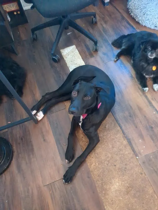 A young medium-sized female Hound dog named Bessie Mae for adoption in Bloomington, IN