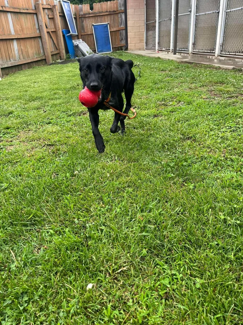 An adult large-sized female Labrador Retriever dog named Jade for adoption in Front Royal, VA