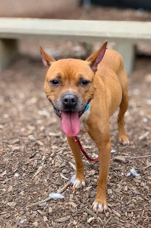 An adult medium-sized female Brown / Chocolate Mixed Breed dog named Dainty Does It for adoption in Cincinnati, OH