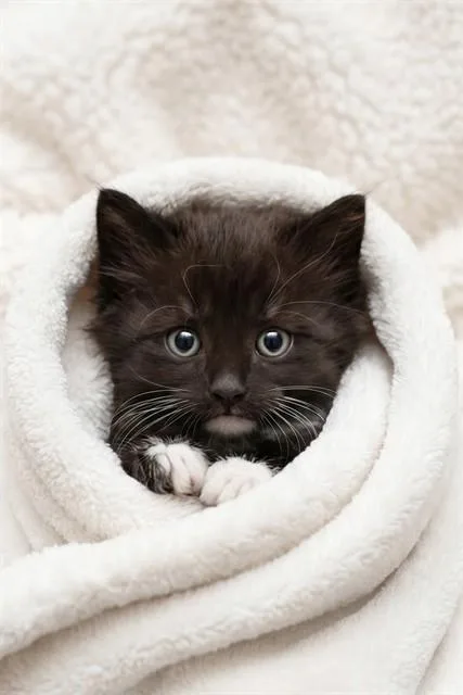 A baby small-sized female Domestic Short Hair cat named Benadryl for adoption in Belleville, IL