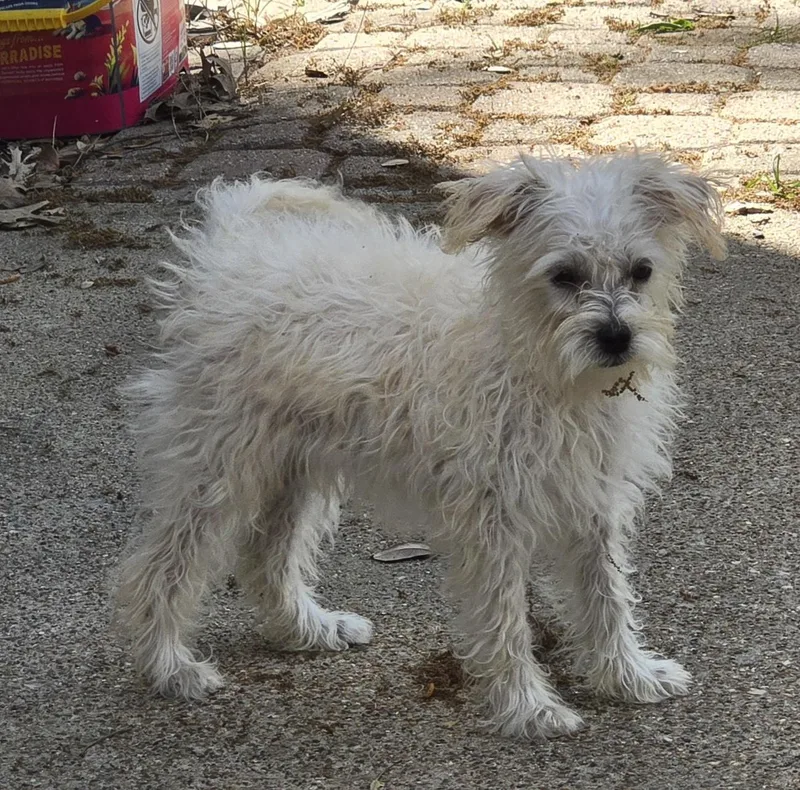A baby small-sized female White / Cream Maltese dog named Winnet Brt for adoption in Missouri City, TX