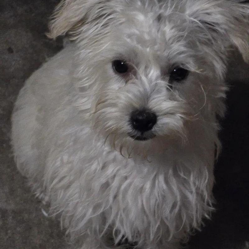 Winnet Brt thumbnail 2