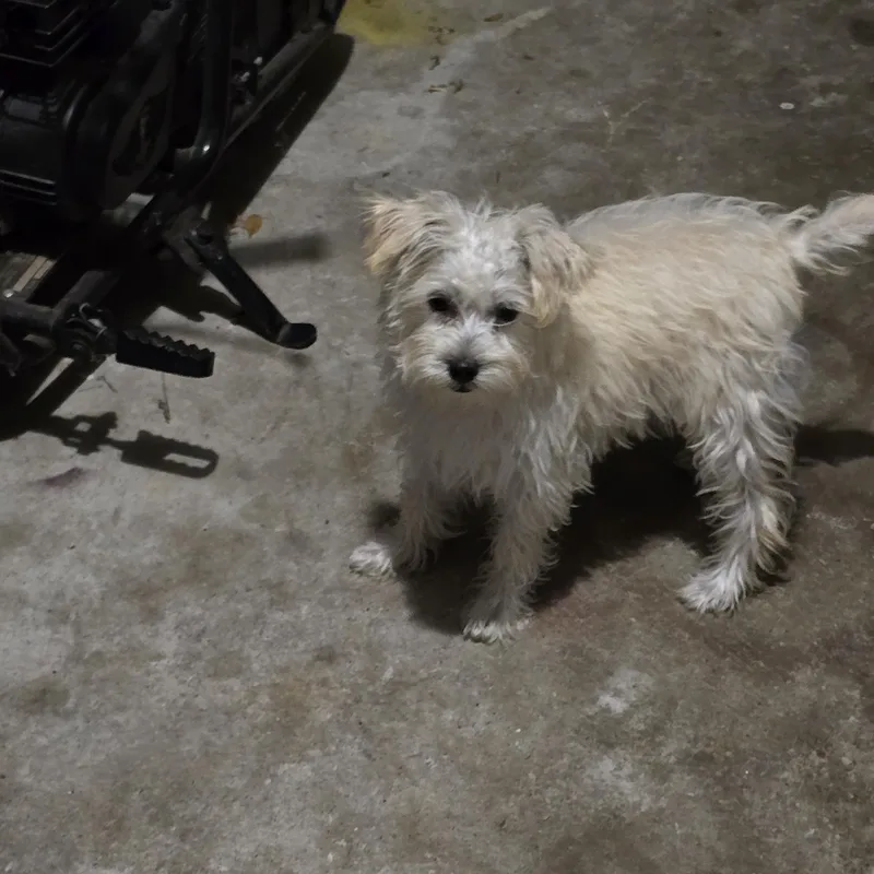 Winnet Brt thumbnail 4