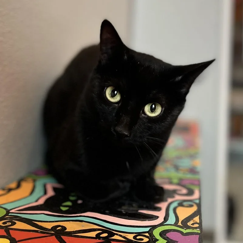 A senior small-sized female Black Domestic Short Hair cat named Tasha for adoption in West Des Moines, IA