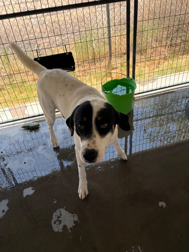 A young large-sized male Coonhound dog named Aubry for adoption in Big Spring, TX
