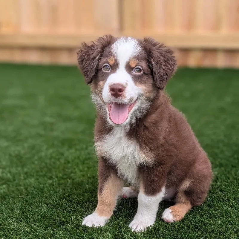 A baby medium-sized male Brown / Chocolate Australian Shepherd dog named Heath for adoption in La Grange, KY