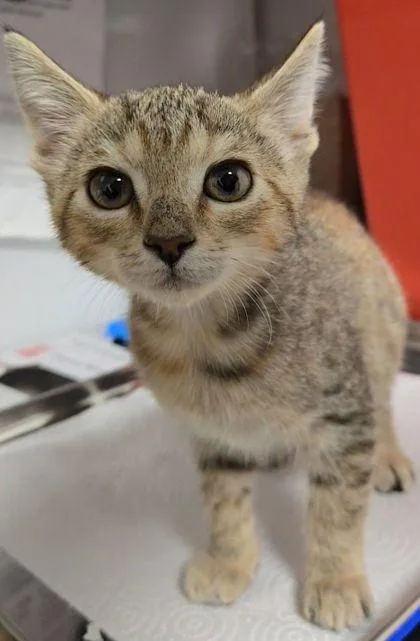 A baby small-sized female Domestic Short Hair cat named Millie for adoption in Fresno, CA